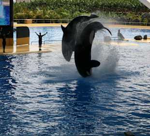 Ausflug nach Loro Parque