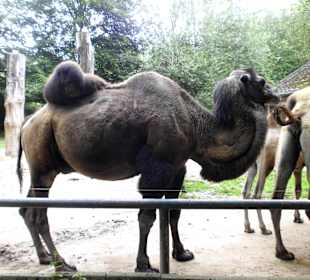 Zoo Osnabrück