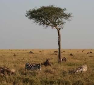 Masai Mara mit Gnus und Zebras