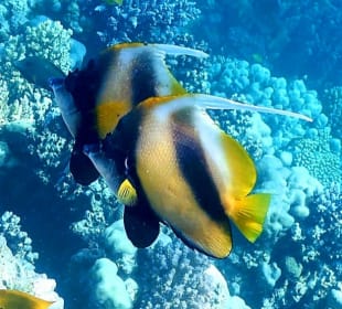 Schnorcheln Makadi Bay