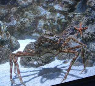 Zwei Meter Riesenkrabbe