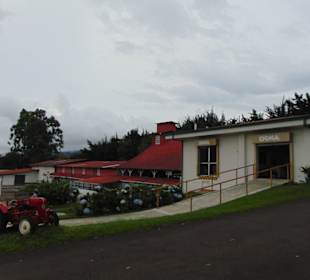 Doka Estate Kaffeeplantage