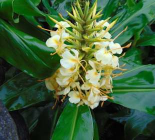 La Paz Waterfall Gardens