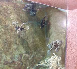 Stadtrundfahrt Aquarium