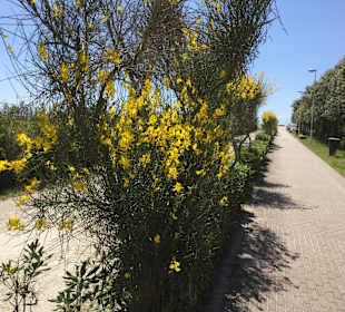 Strand Eraclea Mare