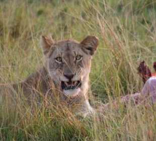 Löwen beim Frühstück
