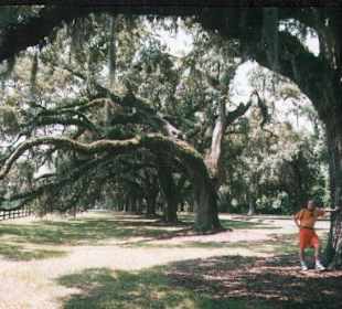 Boone Hall Plantage