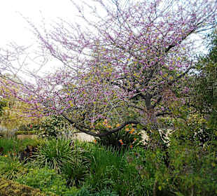 Palheiro Gardens