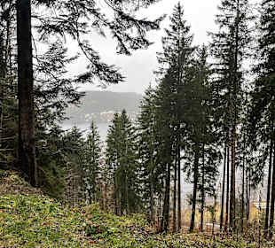 Wandern Titisee-Neustadt