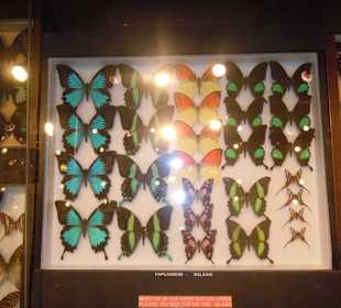 Insektarium