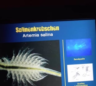  Lego X-Treme - Legoland Atlantis by SEA LIFE