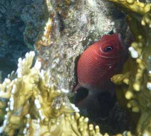 Schnorcheln am Hausriff