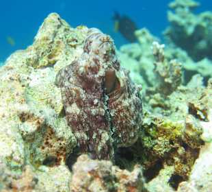 Octopus