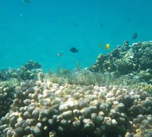 Schnorcheln Hurghada