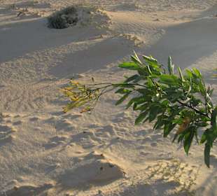 Dünenlandschaft - wilder Tabak