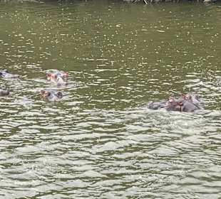 Hippos am Lake Mburo