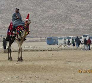 Kamel in Pyramiden