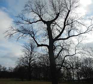 Naturschutzgebiet Boberger Niederung