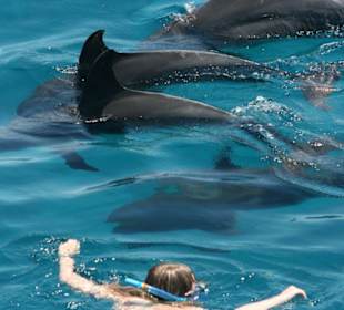 Delphinschwimmen mit Oototo