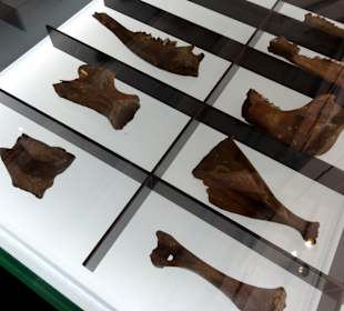 Fundstücke bei Ausgrabungen in Bremen