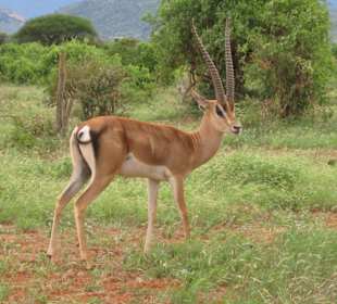Impala
