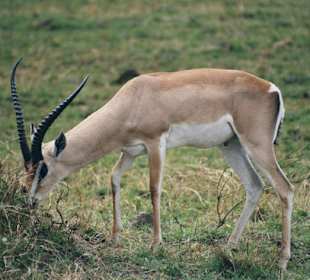 Grant Gazelle