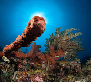 Underwater World Pemuteran