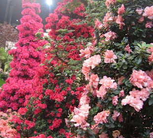 Colonne di fiori