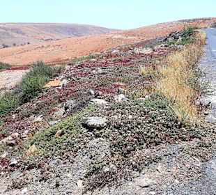 Inselrundfahrt Tagesausflug