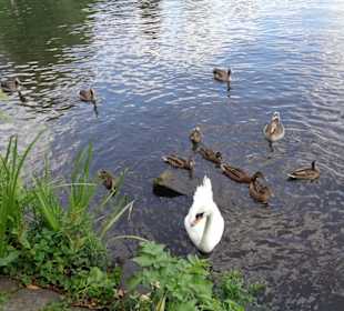 Alster Rundfahrt