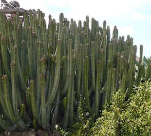 Museo Agrilcola El Patio - Tiagua