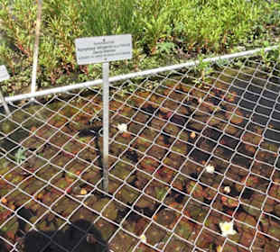 Botanischer Garten der Universität Zürich