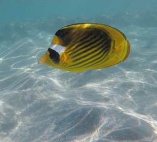 Schnorcheln Marsa Alam