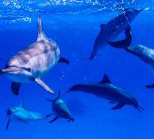 Dolphins of Sataya
