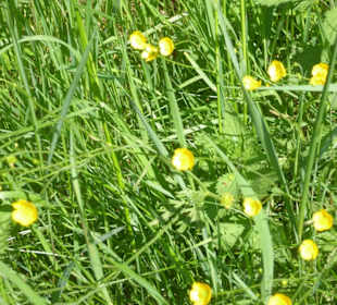 Rundwanderung Petersberg