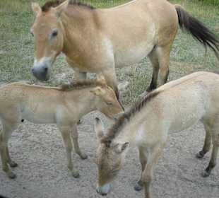 Przewalski Urwildpferde