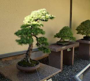 Bonsaiausstellung im Botan. Garten