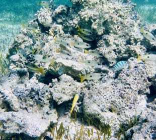 Schnorcheln Marsa Alam