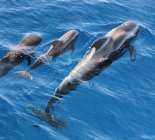 Whale Watching Oceano Valle Gran Rey 