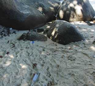 Strand verschmutzt Beau Vallon Beach