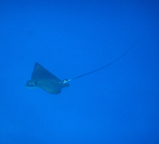 Schnorcheln Marsa Alam