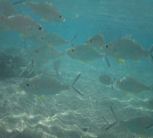 Těch tam byla spousta