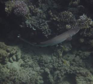 Weiss-Spitzen Riffhai