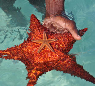 Płycizna na Morzu Karaibskim