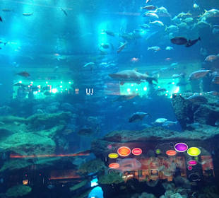 Aquarium