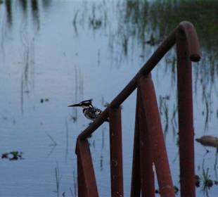 Auch eine Art Raubtier