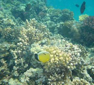 Unterwasserwelt Makadi Bay