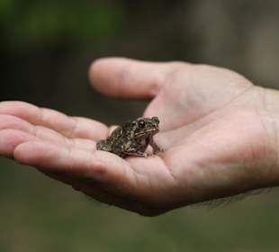 Frosch in Peters Hand