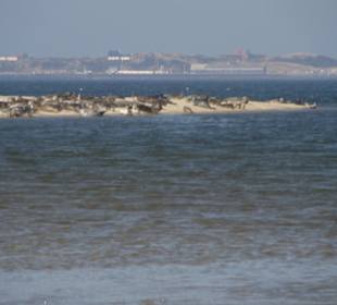 Seehundsbank