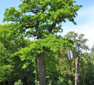 Die Tausendjährige Eiche im Tierpark
